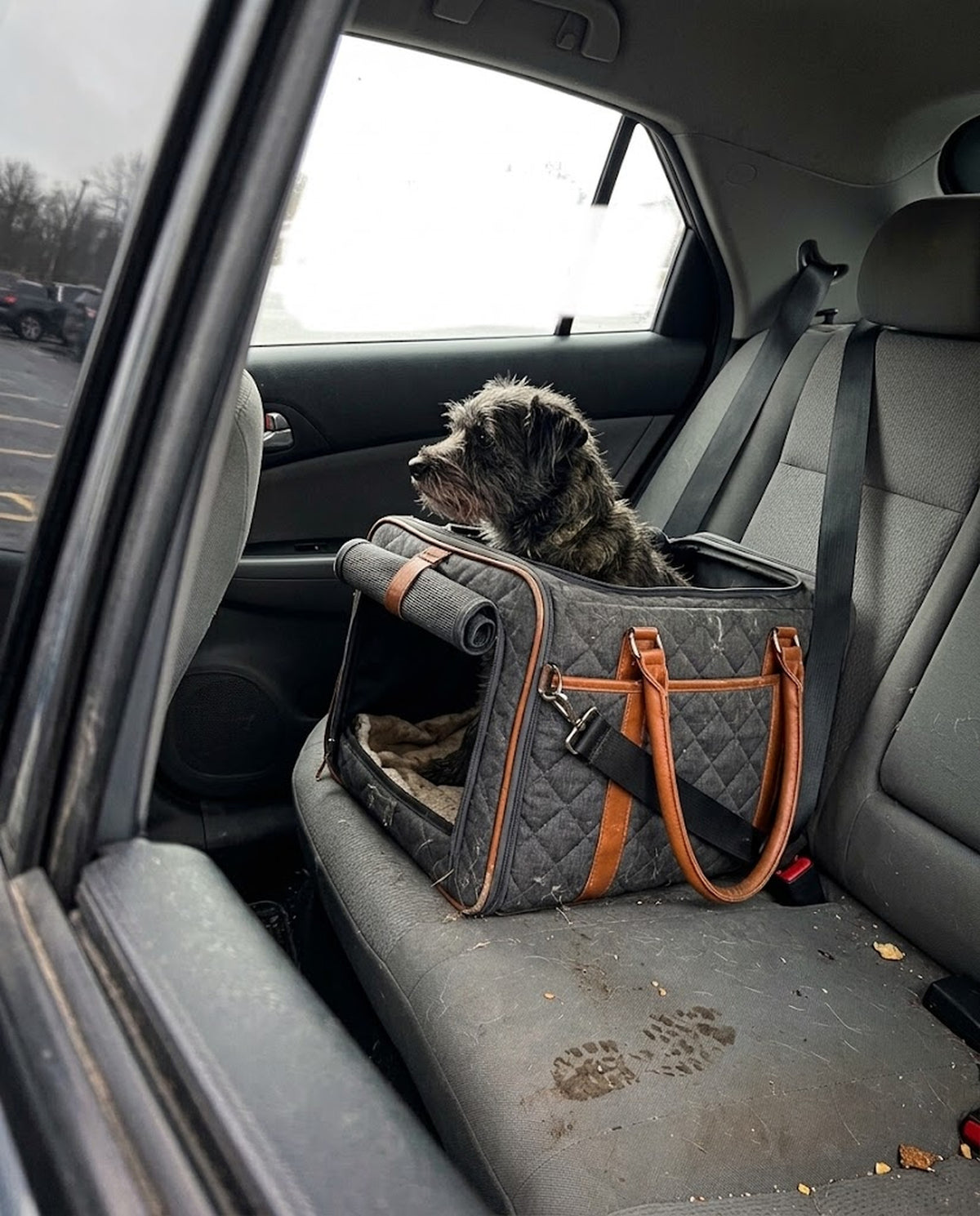 Quilted Dog Carrier & Car Seat