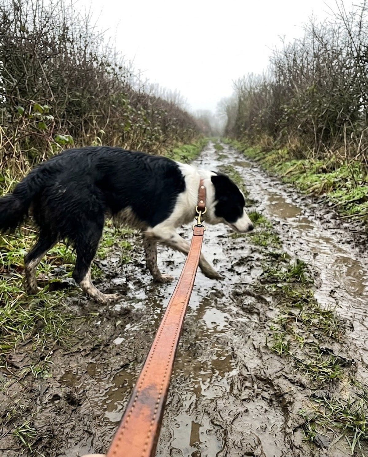 Leather Dog Lead