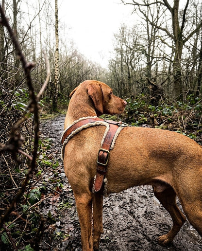 Shearling-Lined Leather Dog Harness